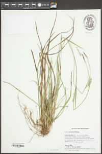 Carex striatula image