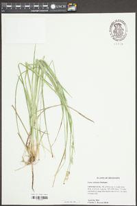 Carex striatula image