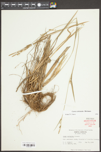 Carex striatula image