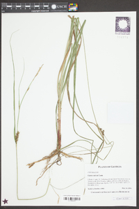 Carex striata image