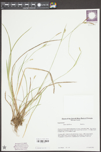 Carex styloflexa image