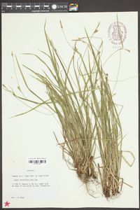 Carex styloflexa image