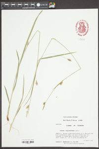 Carex styloflexa image