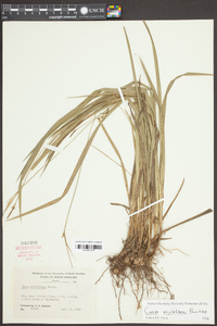 Carex styloflexa image