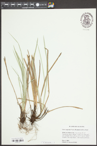 Carex superata image