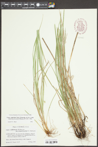 Carex willdenowii var. megarrhyncha image