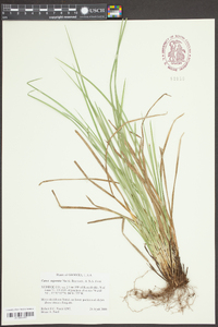 Carex superata image