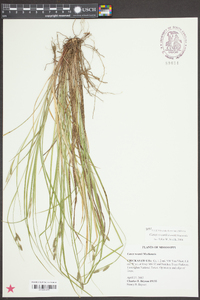 Carex swanii image