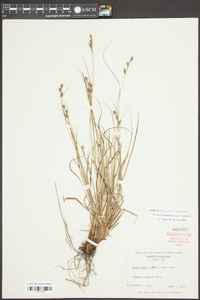 Carex swanii image