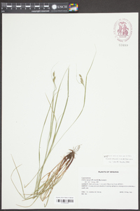 Carex swanii image