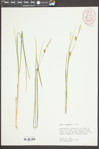 Carex turgescens image