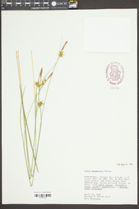 Carex turgescens image