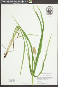 Carex typhina image