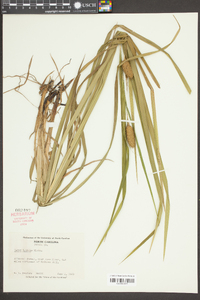 Carex typhina image