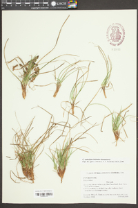 Carex tonsa image