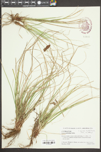 Carex umbellata image