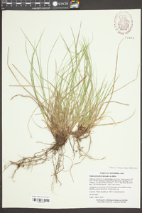 Carex umbellata image