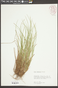 Carex umbellata image