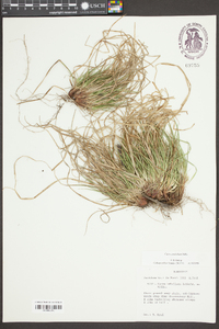 Carex umbellata image