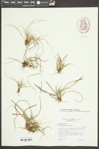 Carex tonsa image