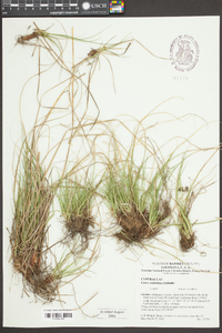 Carex umbellata image