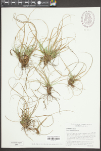 Carex umbellata image