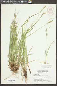 Carex virescens image