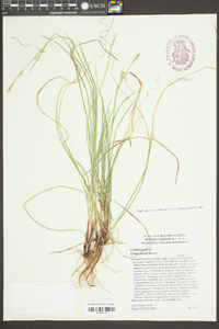 Carex woodii image