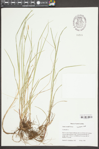 Carex woodii image