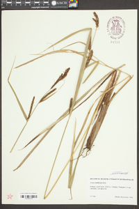Carex acutiformis image