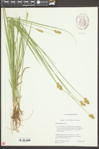 Carex adusta image