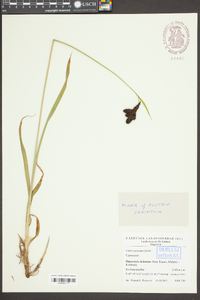 Carex aterrima image