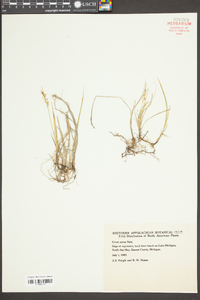 Carex aurea image