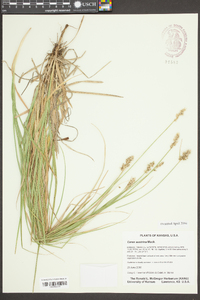 Carex austrina image