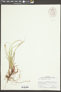 Carex brainerdii image