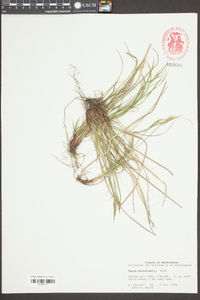 Carex zikae image