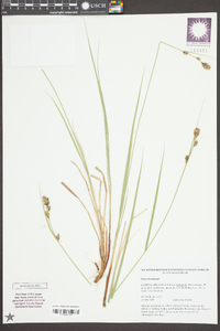 Carex buxbaumii image