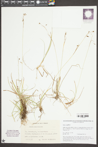 Carex capillaris image