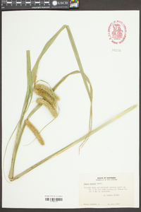 Carex comosa image