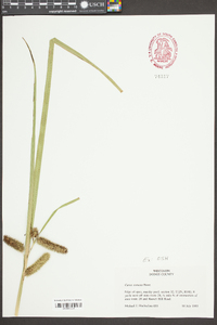 Carex comosa image