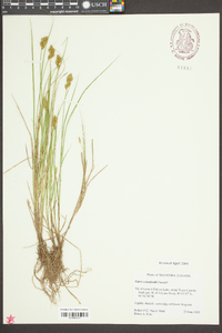 Carex crawfordii image