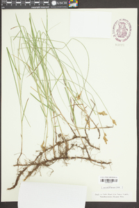 Kobresia fragilis image