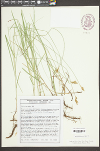 Kobresia fragilis image