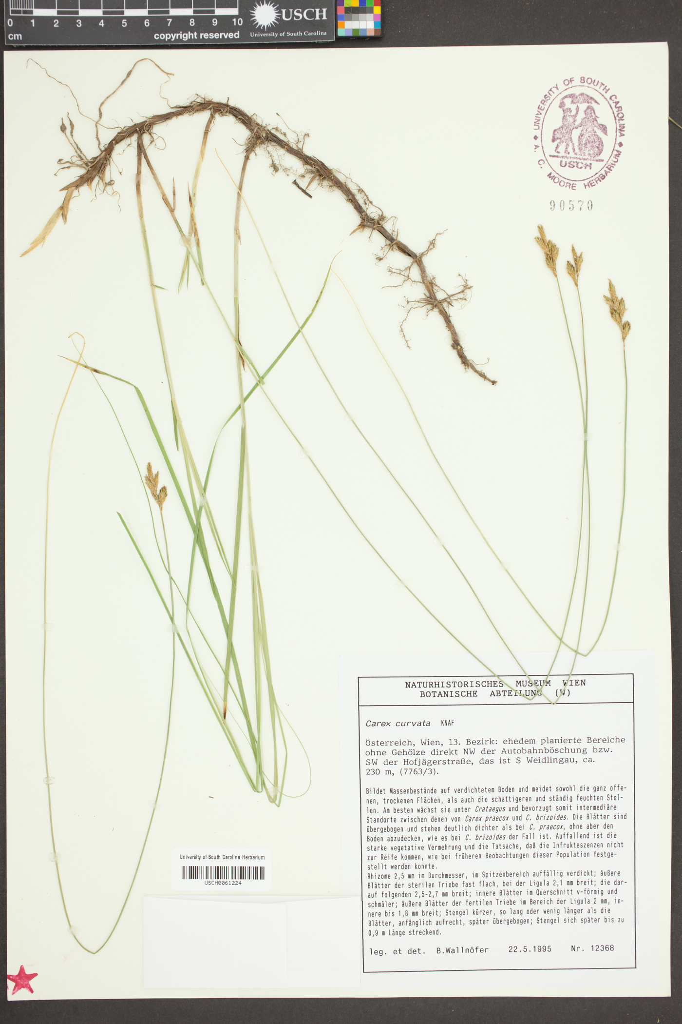 Calamovilfa curtissii image