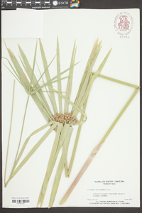 Cyperus alternifolius image