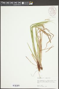 Carex debilis var. rudgei image