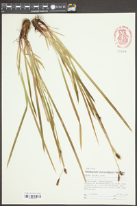 Carex diluta image