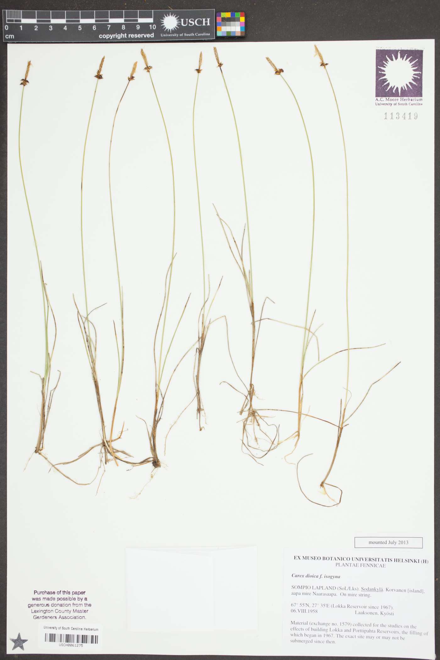 Carex dioica image