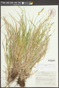 Carex elongata image