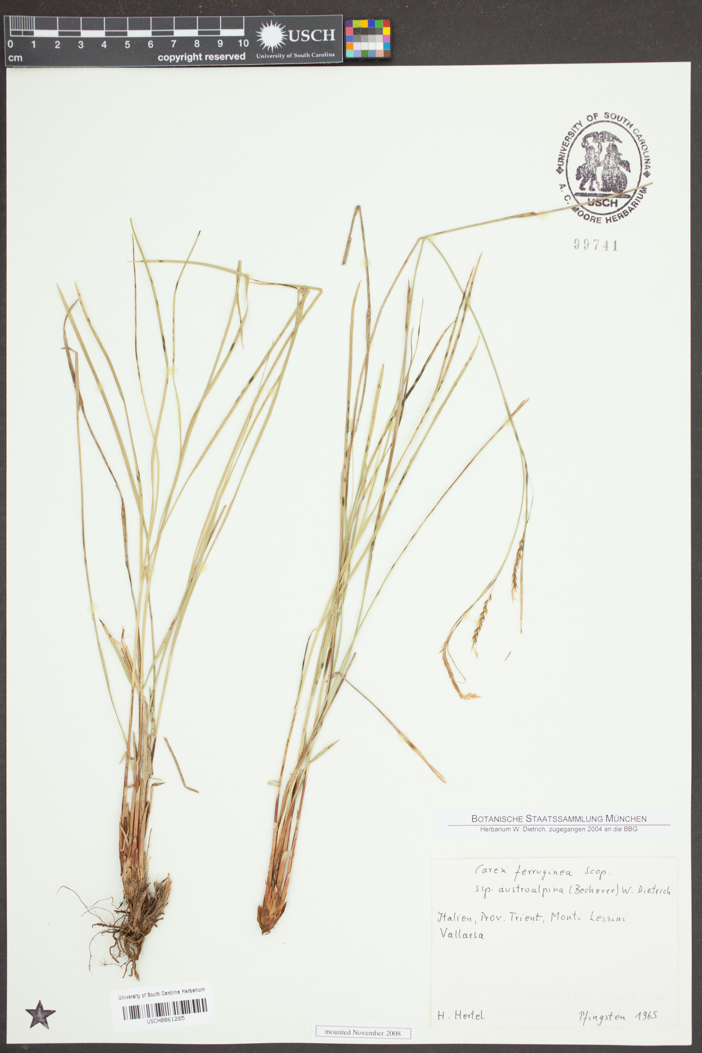 Carex austroalpina image